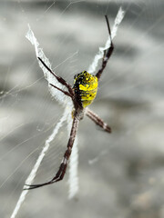 A striking yellow and black striped spider lies in the middle of a trap web with an intricate pattern, against a blurred background.