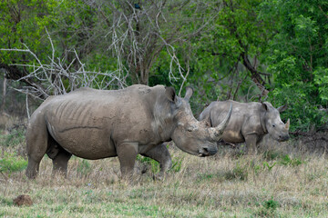 White rhinoceros walking on the plains of a game reserve in the Waterberg Area in South Africa