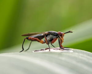Close-up of the insect Sepedon sphegea of the family Sciomyzidae, also known as the marsh flies or...
