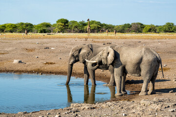 Elephant bull hanging around at a waterhole in Etosha National Park in Namibia