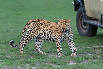 Leopard male hanging around in Sabi Sands Game Reserve in the Greater Kruger Region in South Africa
