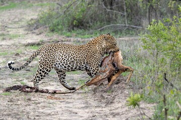 Leopard male hanging around in Sabi Sands Game Reserve in the Greater Kruger Region in South Africa
