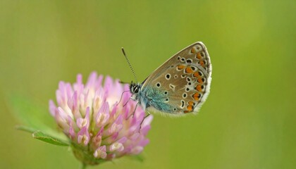 Fototapeta premium Macro close-up of butterfly on flower
