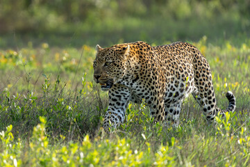 Leopard male hanging around in Sabi Sands Game Reserve in the Greater Kruger Region in South Africa