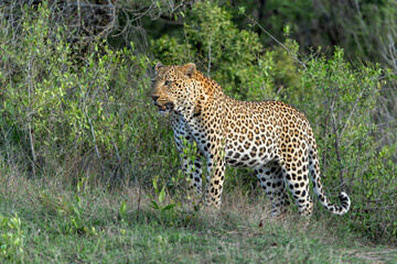 Leopard male hanging around in Sabi Sands Game Reserve in the Greater Kruger Region in South Africa