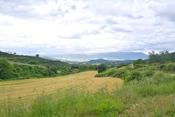 Obraz premium 자연 초목 나무 길 산책로