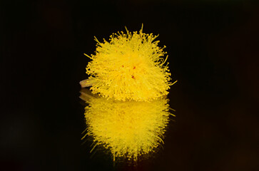 Yellow Mimosa Flower with Reflection on Black Background