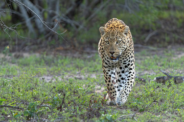 Leopard male hanging around in Sabi Sands Game Reserve in the Greater Kruger Region in South Africa