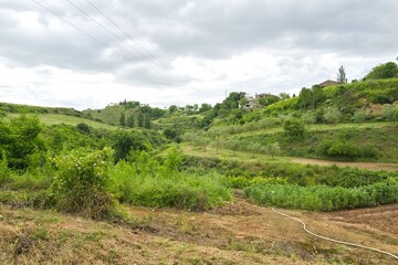 Fototapeta premium 자연 초목 나무 길 산책로