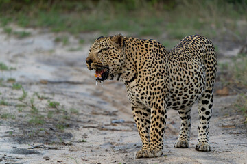 Leopard male hanging around in Sabi Sands Game Reserve in the Greater Kruger Region in South Africa