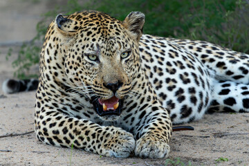 Leopard male hanging around in Sabi Sands Game Reserve in the Greater Kruger Region in South Africa
