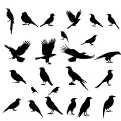 silhouettes of birds