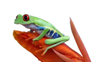 Red-eyed tree frog on isolated background, red-eyed tree frog (Agalychnis callidryas) closeup
