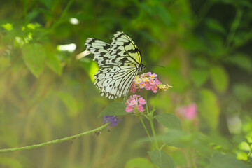 Butterfly on Flowers in Sunlit Garden – Nature and Wildlife Macro Photography