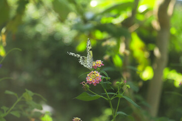 Butterfly on Flowers in Sunlit Garden – Nature and Wildlife Macro Photography