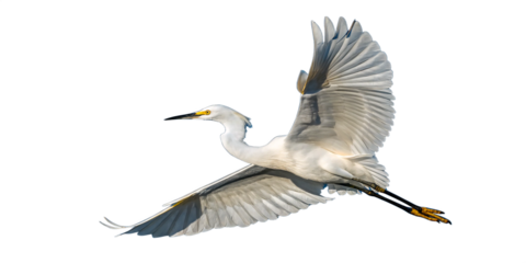 A snowy egret in mid-flight, captured with stunning detail and dramatic lighting against a white background png. The bird shown in profile as it glides gracefully over the surface of the water.