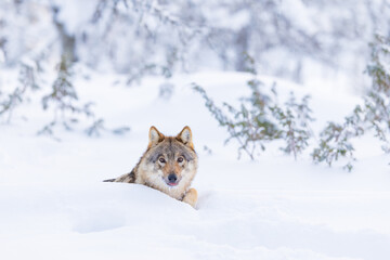 Wolf in Snowy Forest Landscape