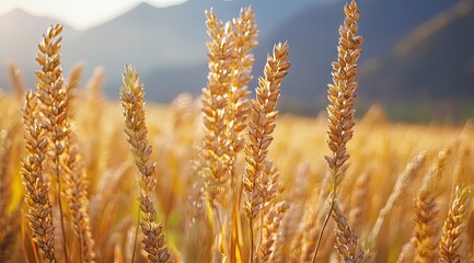 Fototapeta premium Golden wheat field bathed in sunlight