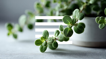 technical passport featuring ar blurred white text bars overlays minimalist plant photography scene