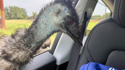 Emu enters the car, Fossil Rim Wildlife Center - Glen Rose, Texas, USA
