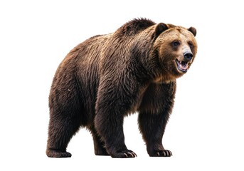 Fototapeta premium Large Brown Bear Standing in White Background