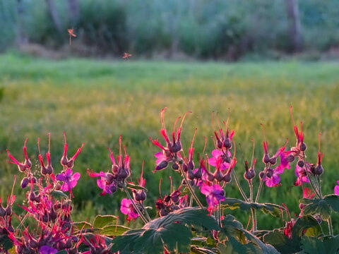 pink flowers