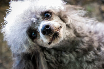 gray dog ​​face, white toy poodle, close to the lens, looking into the frame, funny, smiling,...
