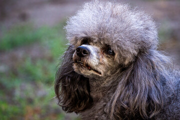 portrait gray dog, white toy poodle, macro, half-turned muzzle, attentive eyes, young, tense,...