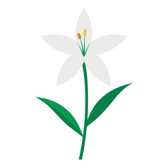  zephyranthes candida green vector on-white