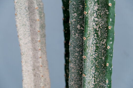 Aspidiotus destructor or kutu balok on cactus plant