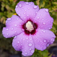 Close-Up of Purple Hibiscus Flower with Water Droplets