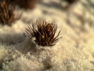 Macro photo of brown spiky flower beds from last year among white and beige wool on top of a golden...