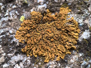 Macro photo of bright orange Teloschistaceae lichen growing on a rock in the mountains near Almaty, Kazakhstan. Detailed crust-like texture of vibrant lichen in natural habitat.