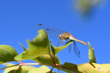 Macro photo of a light brown dragonfly perched on a tree branch, showcasing delicate wings and fine body details in natural lighting.