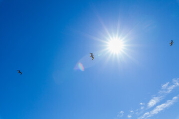 A high-key shot of three silhouetted birds in flight