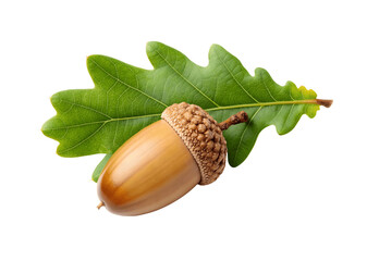 An acorn with an oak leaf, isolated on transparent background