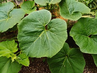 Blätter des Moschuskürbis - Lateinisch Cucurbita moschata Duchesne - Aus der Familie der...