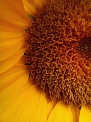Gewöhnliche Sonnenblume - Makro Ansicht - Lateinisch Helianthus giganteus L. - Gattung Helianthus...