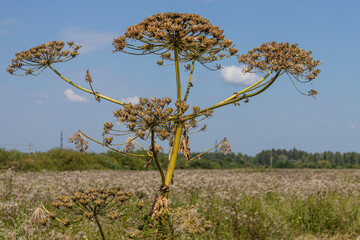 The hogweed plant has the ability to cause severe and prolonged burns on the skin when exposed to...