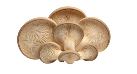 Group of oyster mushrooms isolated on transparent background, showcasing their unique texture and pattern, a versatile ingredient for culinary enthusiasts and healthconscious individuals