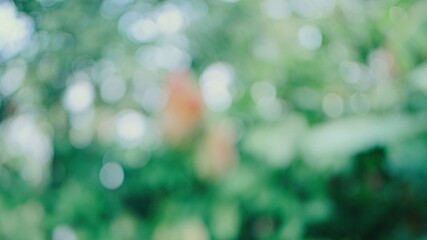 Obraz premium green bokeh background