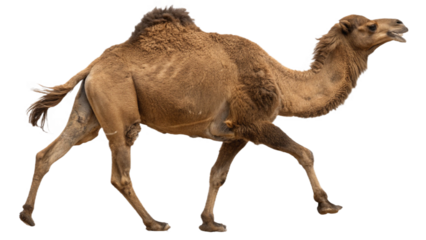 Camel isolated on transparent PNG background