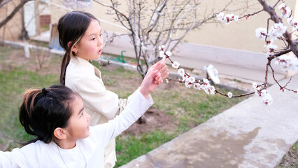 Two sisters are standing by a blooming apple tree and looking at beautiful white flowers. Asian...