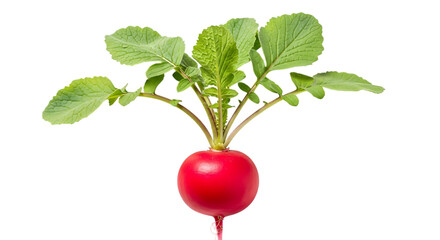 Fresh red radish with green leaves isolated on transparent background, a healthy and organic vegetable, perfect for adding a spicy flavor to salads and culinary dishes