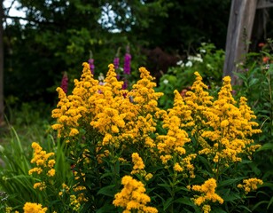 Vibrant yellow flowers in a garden setting
