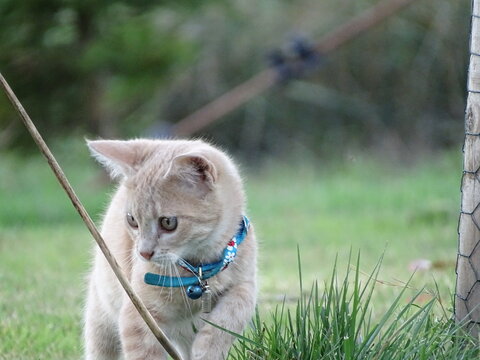 cat on the grass