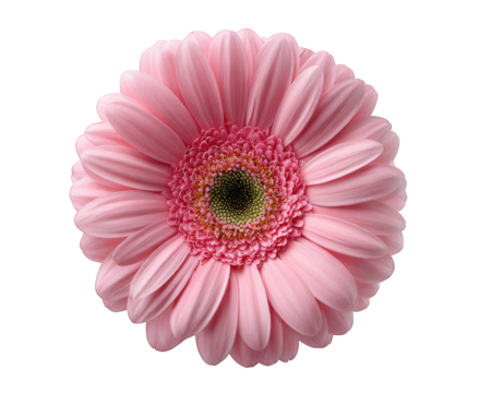 Pink gerbera daisy flower with delicate petals, vibrant color, and detailed texture, isolated on transparency background, perfect for decorative floral design and cheerful mood enhancement