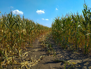​A rural path runs through tall rows of mature corn that stretch toward a bright blue sky. Dry...