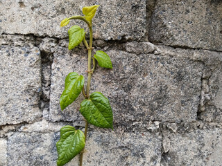Green vine leaves climb across a textured stone wall, creating a natural contrast between fresh greenery and rough grey bricks.