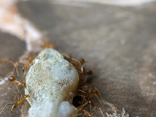 Dead lizard carcass being eaten by ants on floor, Macro Wildlife and Insect Behavior. 